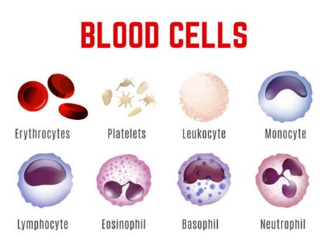 Blood Cells Chart - Etsy