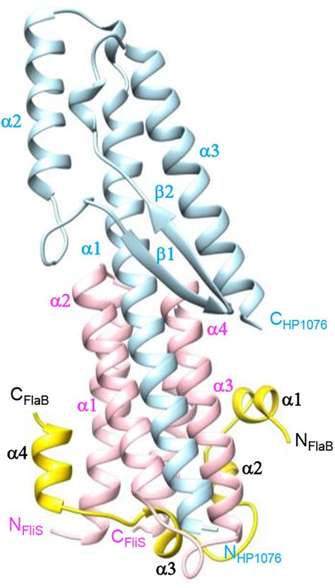 Frontiers Crystal Structure Of Flagellar Export Chaperone FliS In