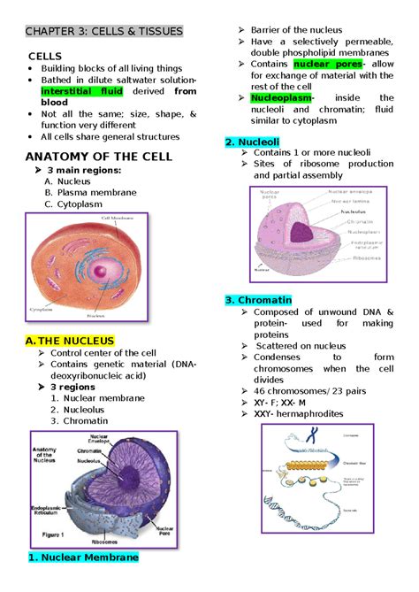 Chapter 3 Cells And Tissues Chapter 3 Cells And Tissues Cells Building Blocks Of All Living