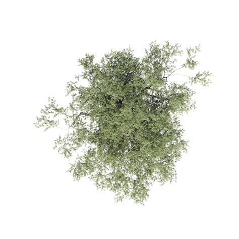 Premium Photo Tree Top View Isolated On White Background 3d