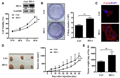 Ho Promotes Cell Proliferation In A Cells A The Overexpression