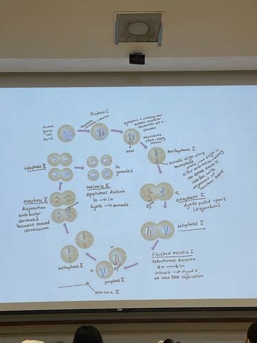 Genetics Unit 2 Test Flashcards Quizlet