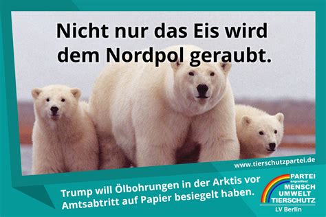 Trump Will Ölbohrungen In Der Arktis Partei Mensch Umwelt Tierschutz