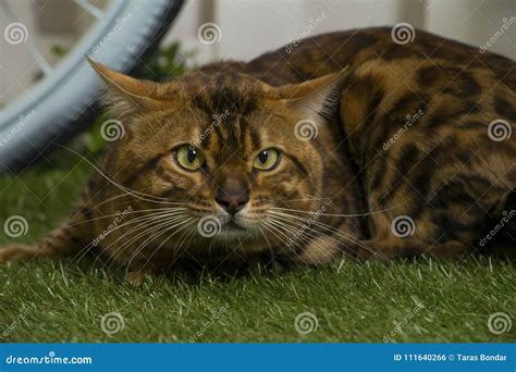 Bengali Katt Arkivfoto Bild Av H Rlig Katt Benetton