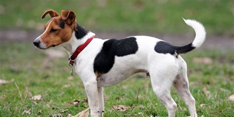 Jack Russell Terrier Smooth Coat Long Legs