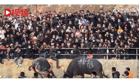 Bullfight In Rural Sw Chinas Guizhou Province Draws Villagers