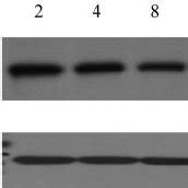 Hsp Induced Hsc Apoptosis Lx Cells Were Treated With Aag