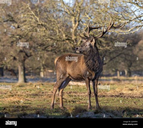 Front Facing Deer Hi Res Stock Photography And Images Alamy