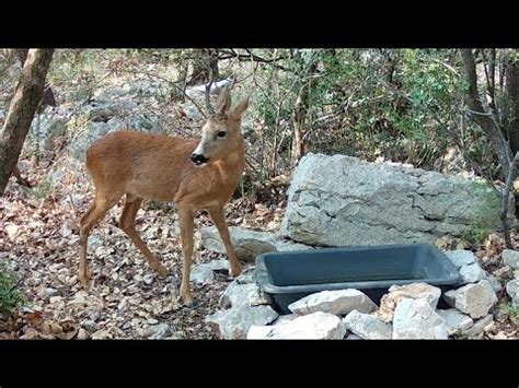 Chevreuils Renards Et Marcassins Au Point D Eau Youtube