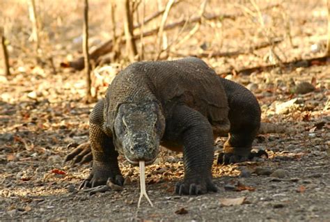 35 animales más peligrosos del mundo ViajeroCasual 2022