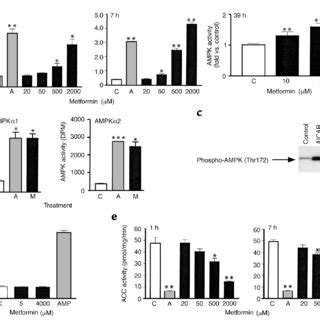 Metformin Mediates Ampk Activation In Primary Hepatocytes A