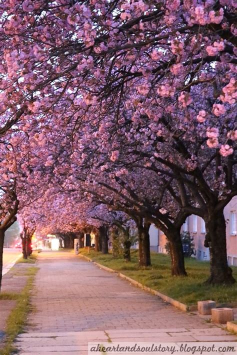 A Heart and Soul Story