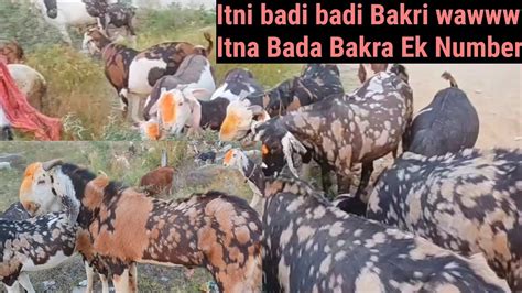 Gujri Big Goat Bakra Gujri Sirohi Bakri Jungle Trip Ajmer Deonar