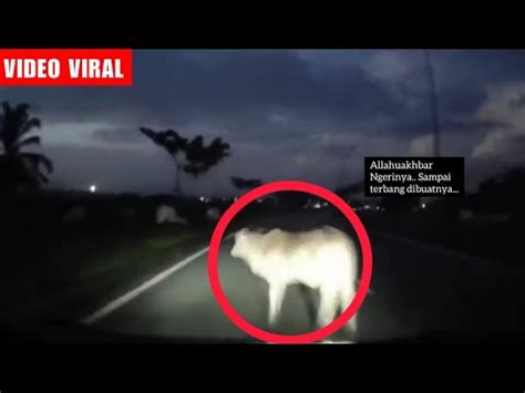 PERTAMA KALI LIHAT LEMBU TERBANG LIHAT APA BERLAKU YouTube