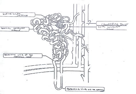 [Solved] kercise 40 Review Sheet Art-labeling Activity 2 (2 of 2