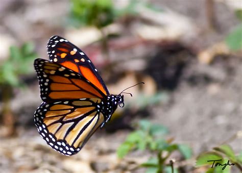 Monarch Butterfly In Flight Flickr Photo Sharing