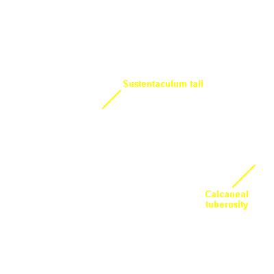 Morphology ESkeletons