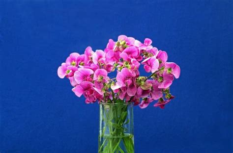 Fiori Rosa In Un Vaso Di Vetro Fondo Blu Fotografia Stock Immagine