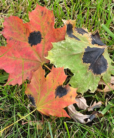 Tar spot affects maple leaves in WNY; is there anything you can do ...