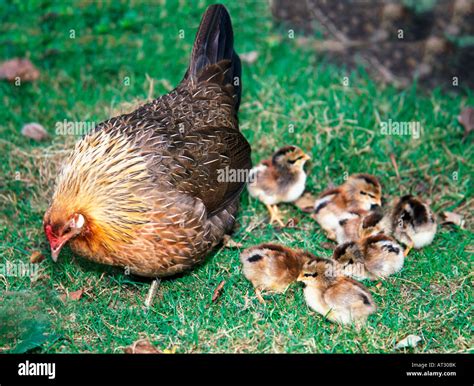 Poule Et Ses Poussins Dans L Herbe France Agriculture Agricultures