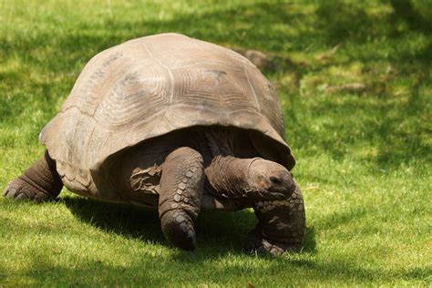 ZooParc de Beauval on Twitter La tortue géante dAldabra est aussi