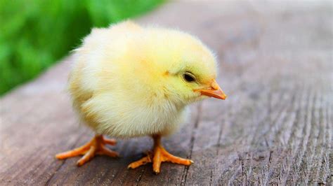 What Are Baby Chickens Called? [Ultimate Guide]