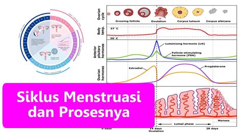 Siklus Menstruasi Dan Fertilisasi Sistem Reproduksi Pada Manusia