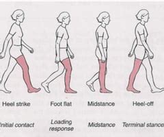 analysis  human gait flashcards quizlet