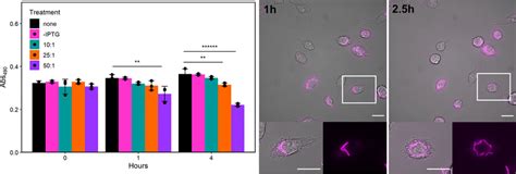 Host Cell Viability And Replication Of The Llo Strain In The Cytoplasm