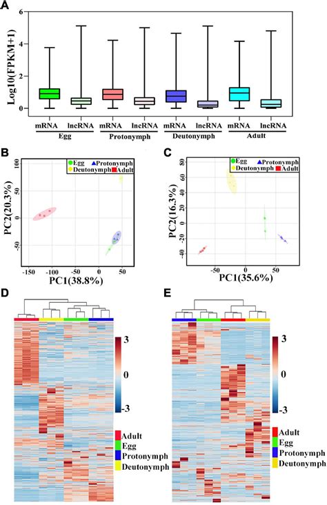 Frontiers Integrative Analysis Of Lncrna Mrna Co Expression Provides