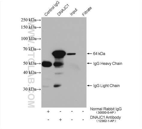 Dnajc1 Rabbit Anti Human Mouse Rat Polyclonal Proteintech 150 μl