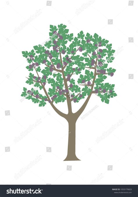 Fig Tree Vector Drawing Stock Vector (Royalty Free) 1053179603 ...