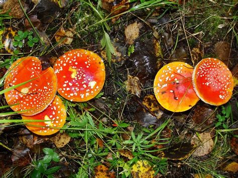 Five Red Mushrooms Fungi Between Autumn Leaves Stock Photo Image Of