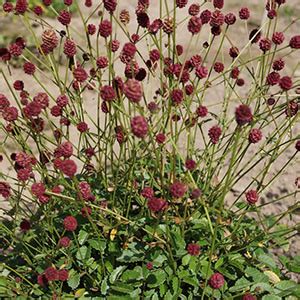 Сангвисорба карликовая — Плідник Круглик