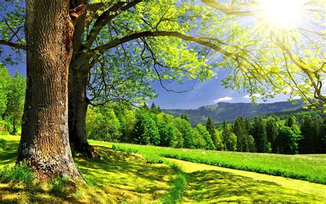 sunny landscape hd wallpapers  hd sunny landscape backgrounds