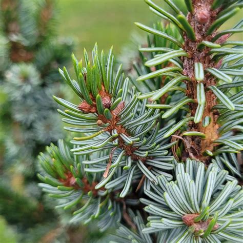 Plant FAQs Picea Omorika Serbian Spruce