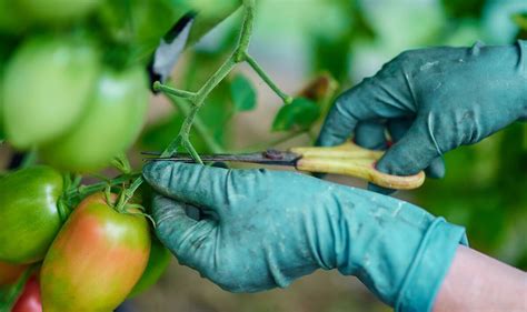 Tomato growing expert shares 'important' pruning trick that will boost ...