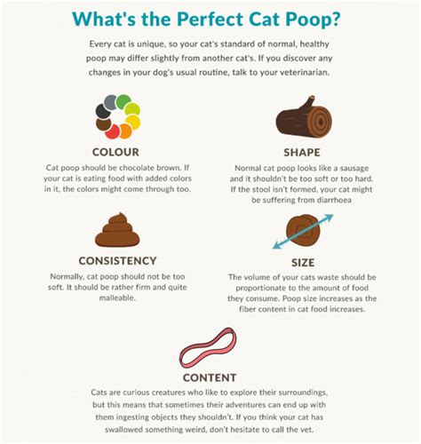 Unhealthy Cat Poop Chart: Color, Consistency Causes, 49% OFF