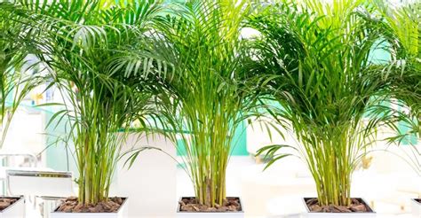 Three Potted Palm Trees In White Planters