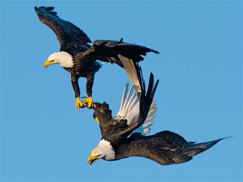 10 fun facts about bald eagles | Next.js Blog Example with WordPress