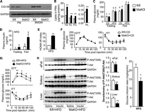 Macrophage Cgi 58 Deficiency Aggravates Hfd Induced Ir Download