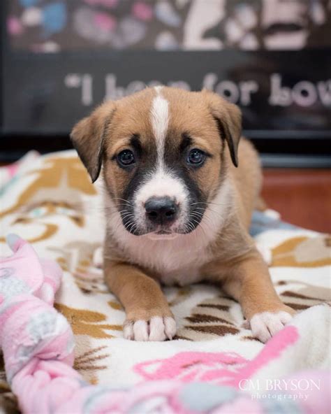 Moose the Chocolate Labrador Retriever Mix