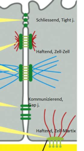 Zell Zell Verbindungen Plasmodesmen Gap Junctions Tight Junctions