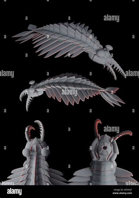 Reconstrucción fósil de Anomalocaris Canadensis a partir de la mitad