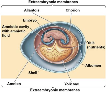 Chapter 34 C The Origin and Evolution of Vertebrates Flashcards | Quizlet 