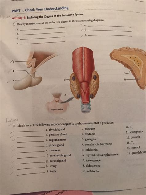 Solved Identify The Structure Of The Endocrine Organs In The Chegg