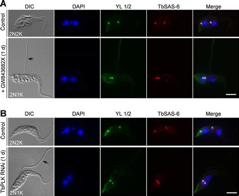 The Centriole Cartwheel Protein SAS 6 In Trypanosoma Brucei Is Required