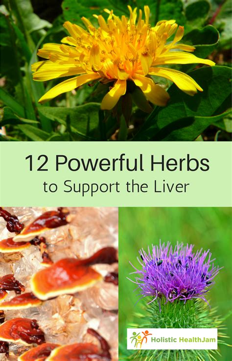 12 Powerful Herbs To Support The Liver Herbs Healing Herbs Holistic Health