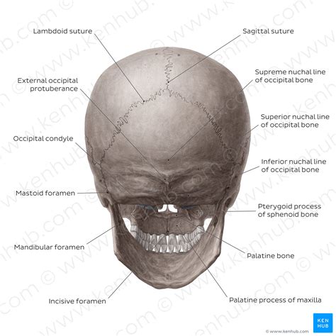 Skull (posterior view) (English) – Kenhub Image License Store