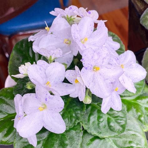 Tina’s April Fantasy is forever one of my favorite blooms : r ...
